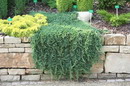 Creeping Juniper